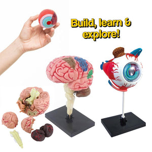 Little Anatomist 4D Build & Learn Science Kits with detailed brain and eyeball models, 32 detachable parts, educational STEM toy for kids ages 8+