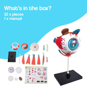Little Anatomist 4D Build & Learn Science Kits detailed anatomy model with 32 detachable parts for hands-on STEM learning
