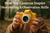 How Toy Cameras Inspire Storytelling & Observation Skills