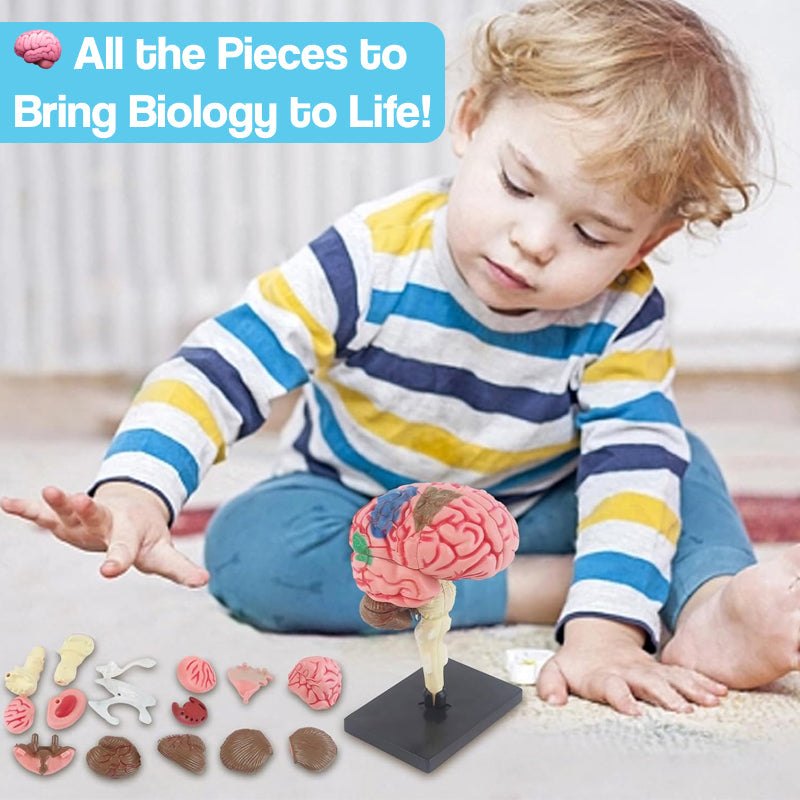 Little Anatomist 4D Build & Learn Science Kits